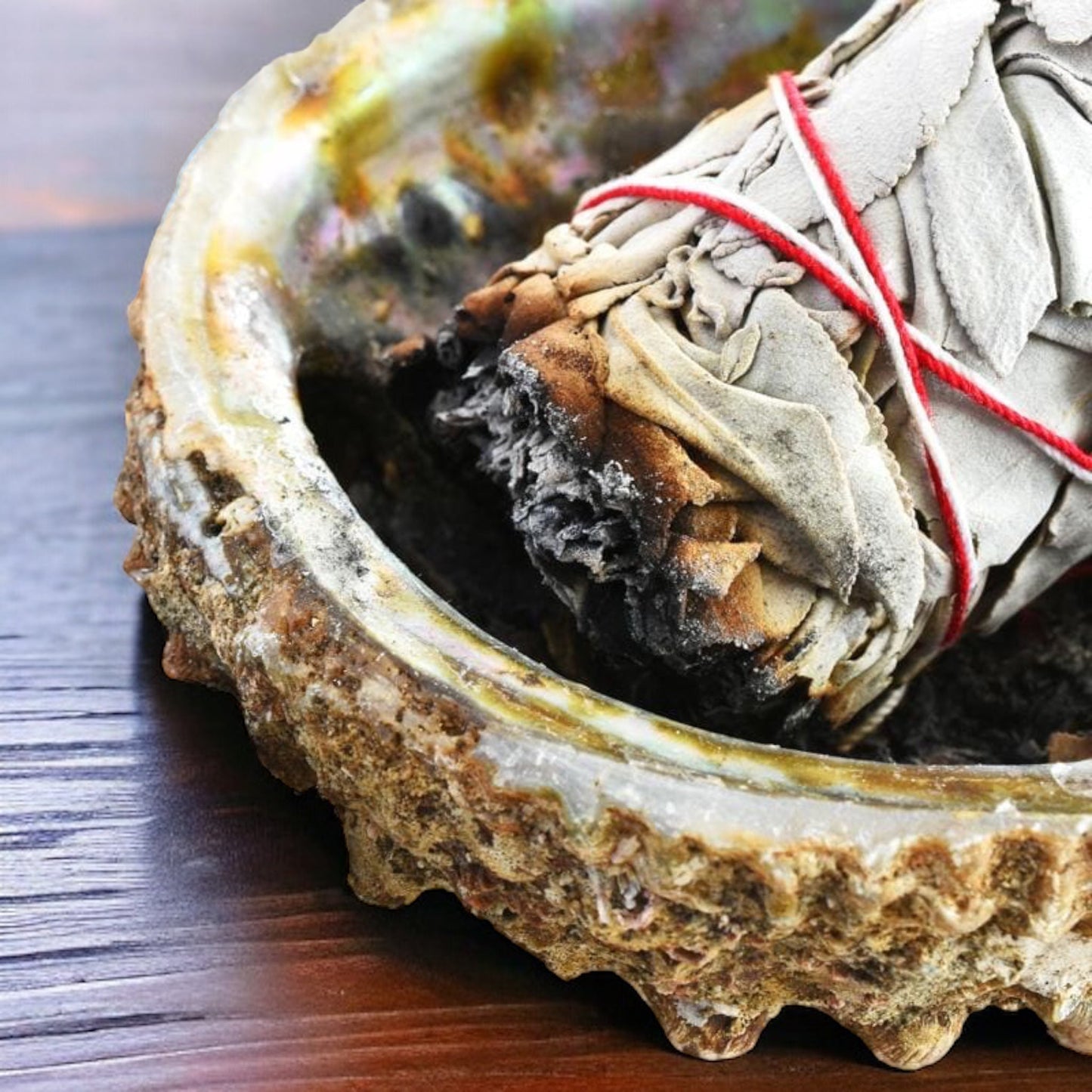 Coquille d'ormeau porte encens non poli - Foliesbijoux