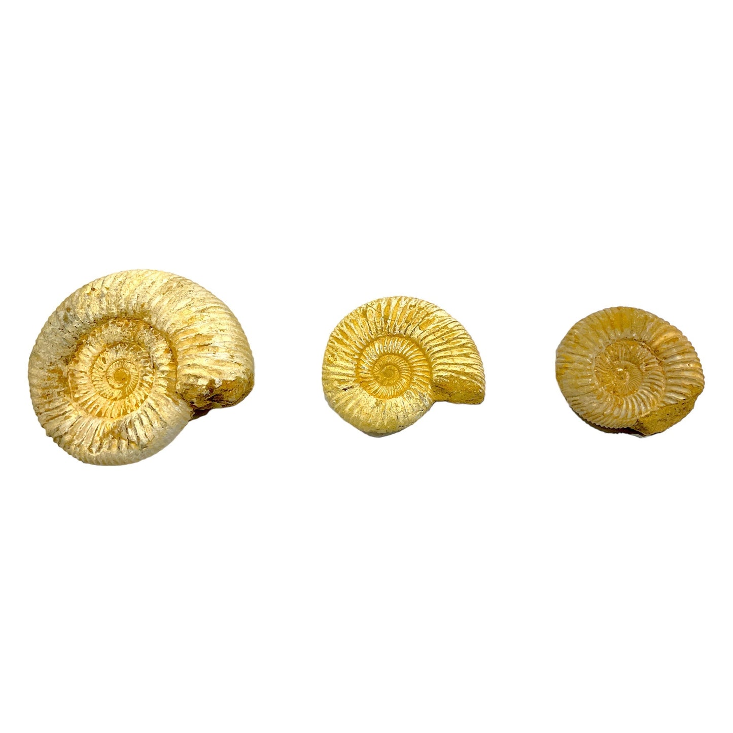 Fossile d'ammonite non poli à l’unité - Foliesbijoux