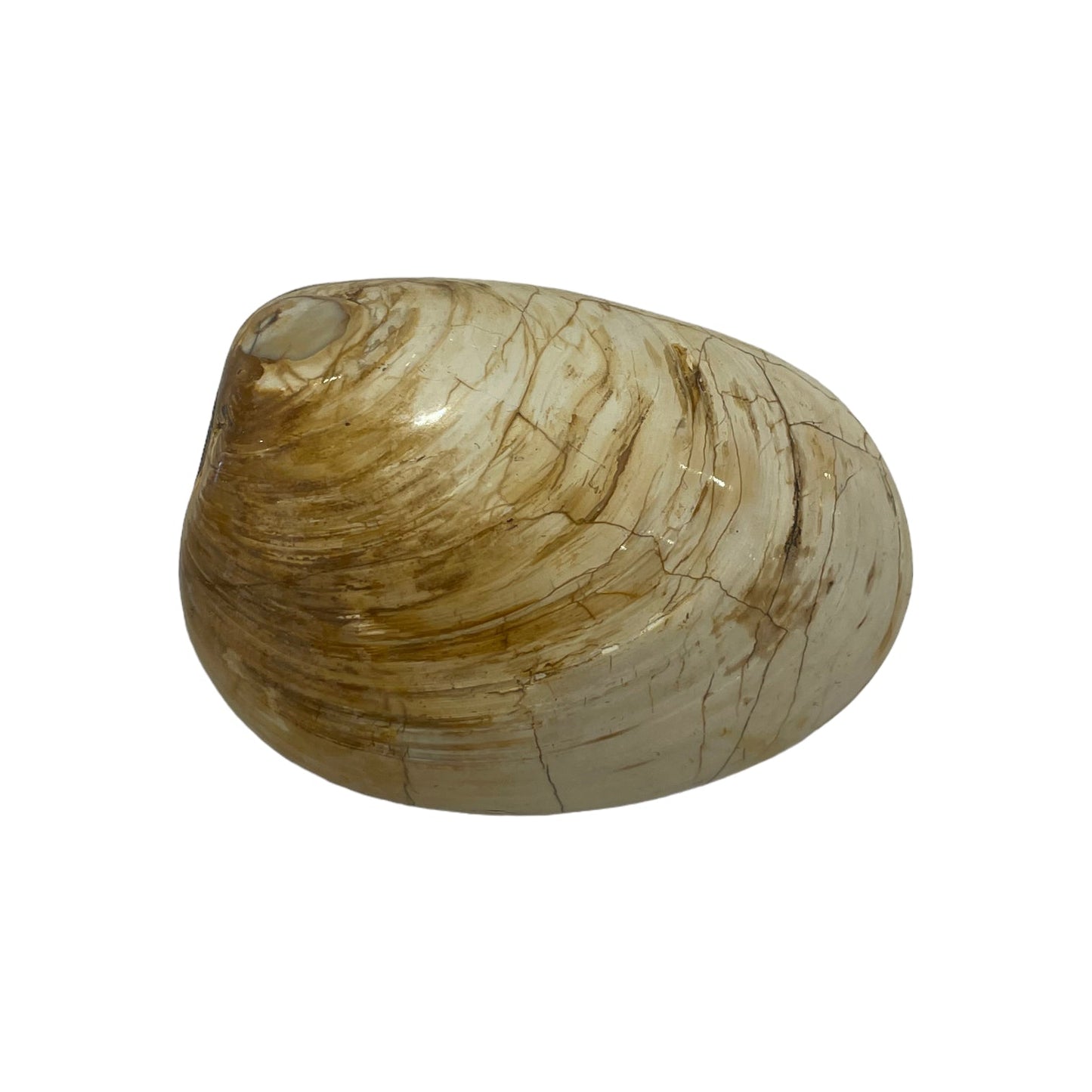 Palourde fossilisé - Foliesbijoux