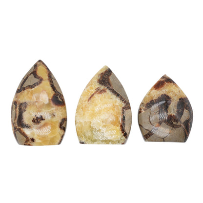 Septaria forme pointe libre