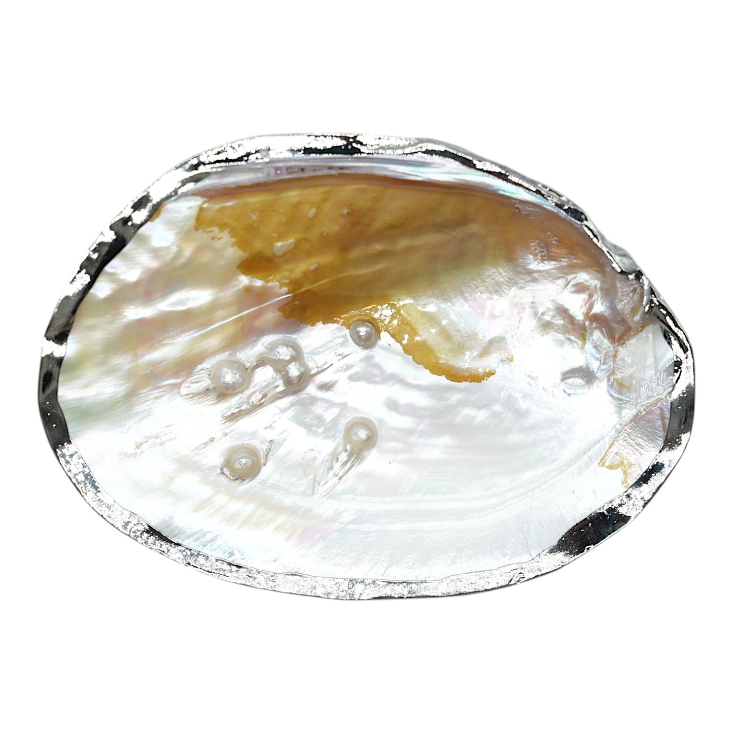 Coquille d'huitre perlière avec ornement doré ou argenté