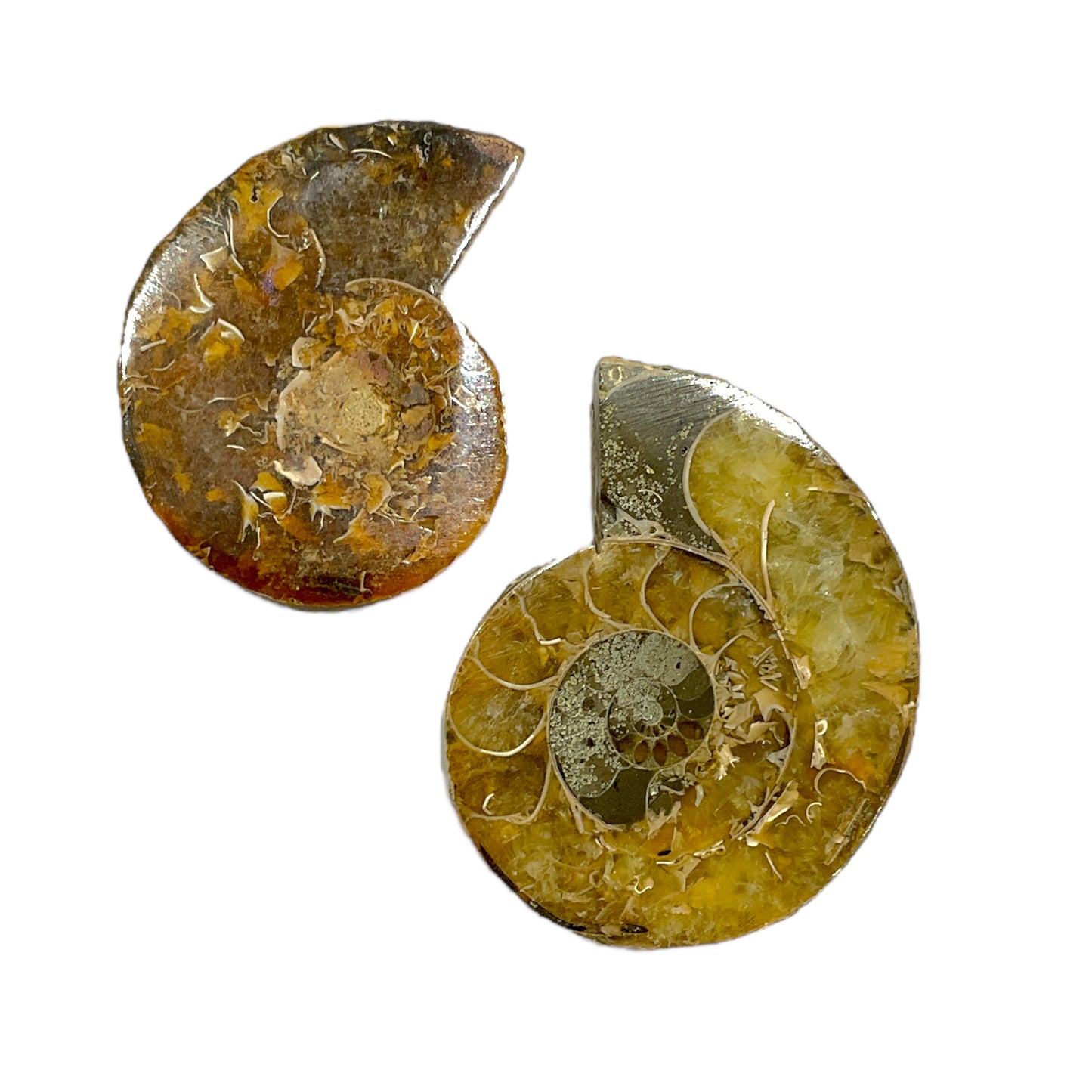 Duo fossile d'ammonite