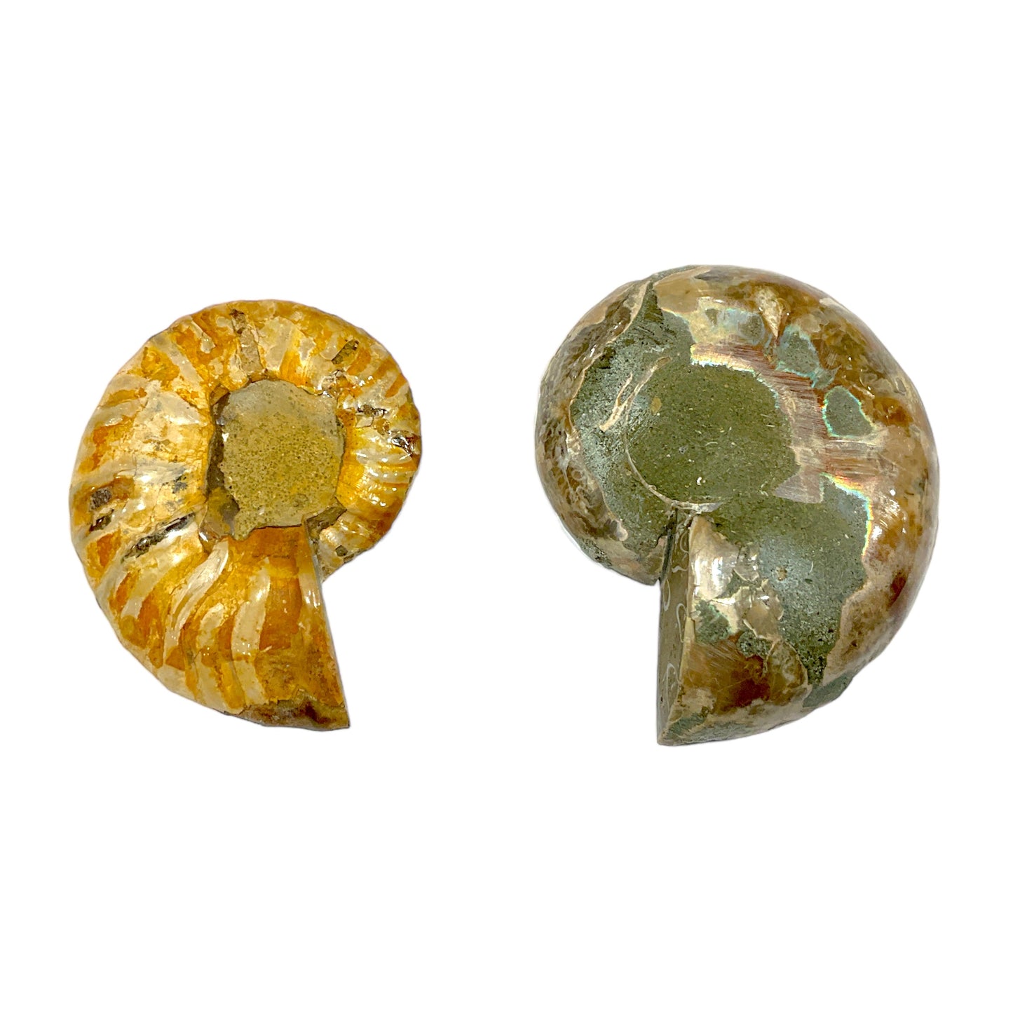 Duo fossile d'ammonite