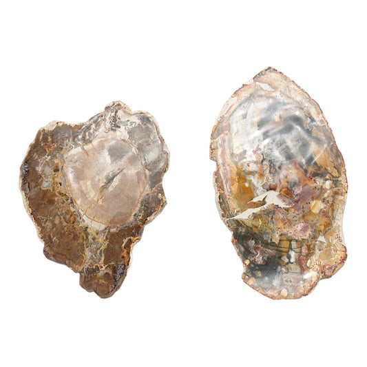 Plaque Bois fossilisé