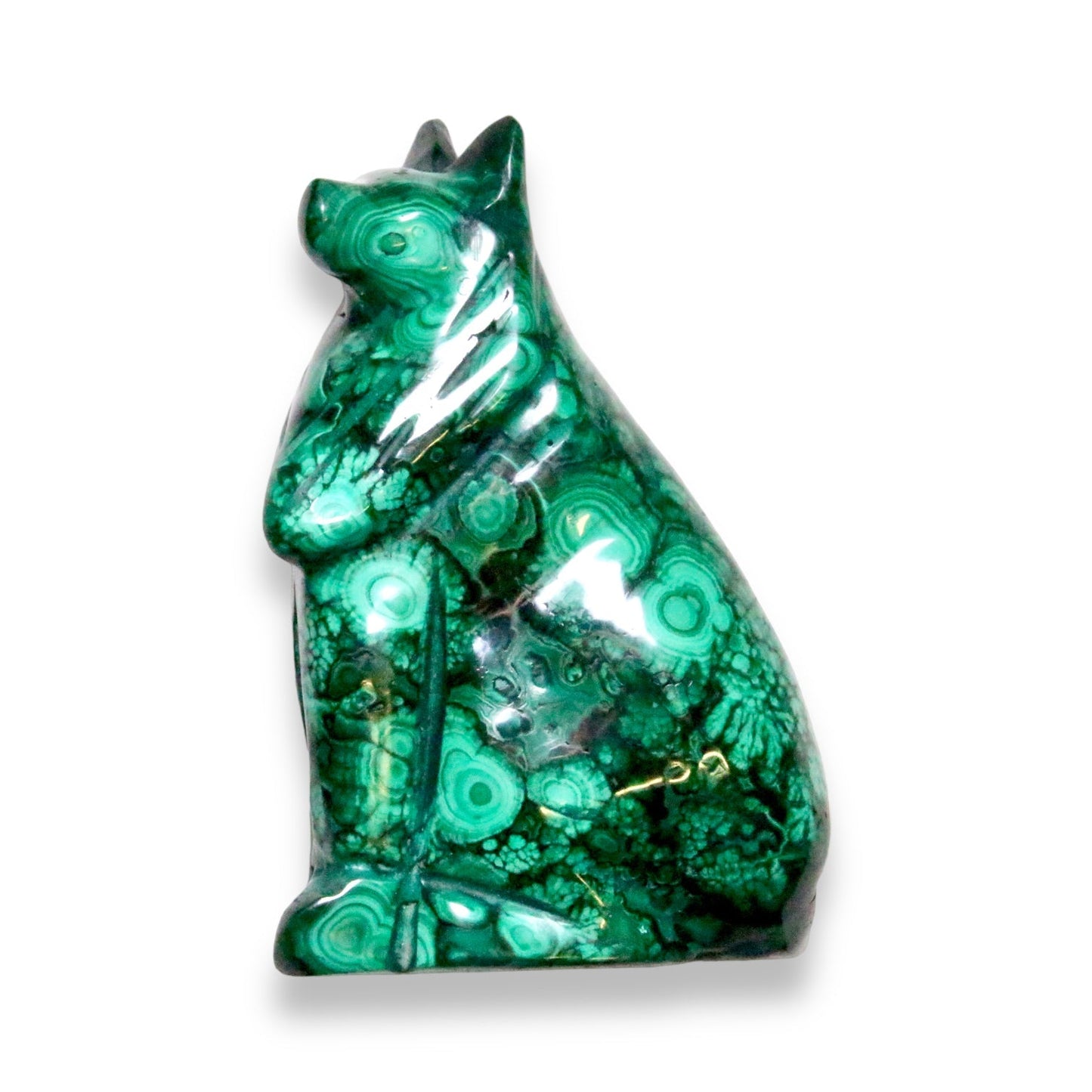 Loup en malachite du Congo