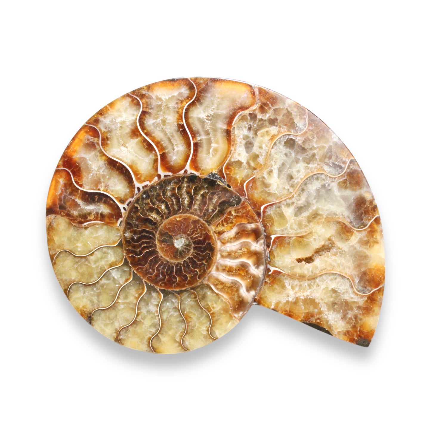 Face de Fossile d'ammonite poli à l'unité